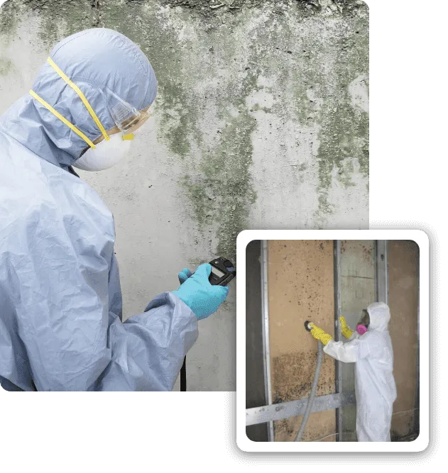 Best Mold inspection services